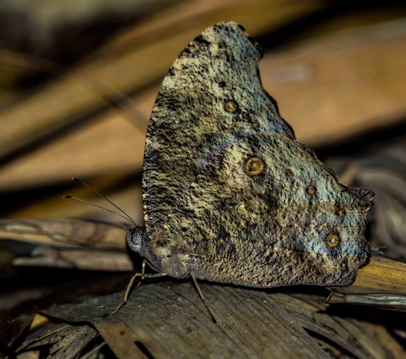 A butterfly resting with wings closed in a forest setting