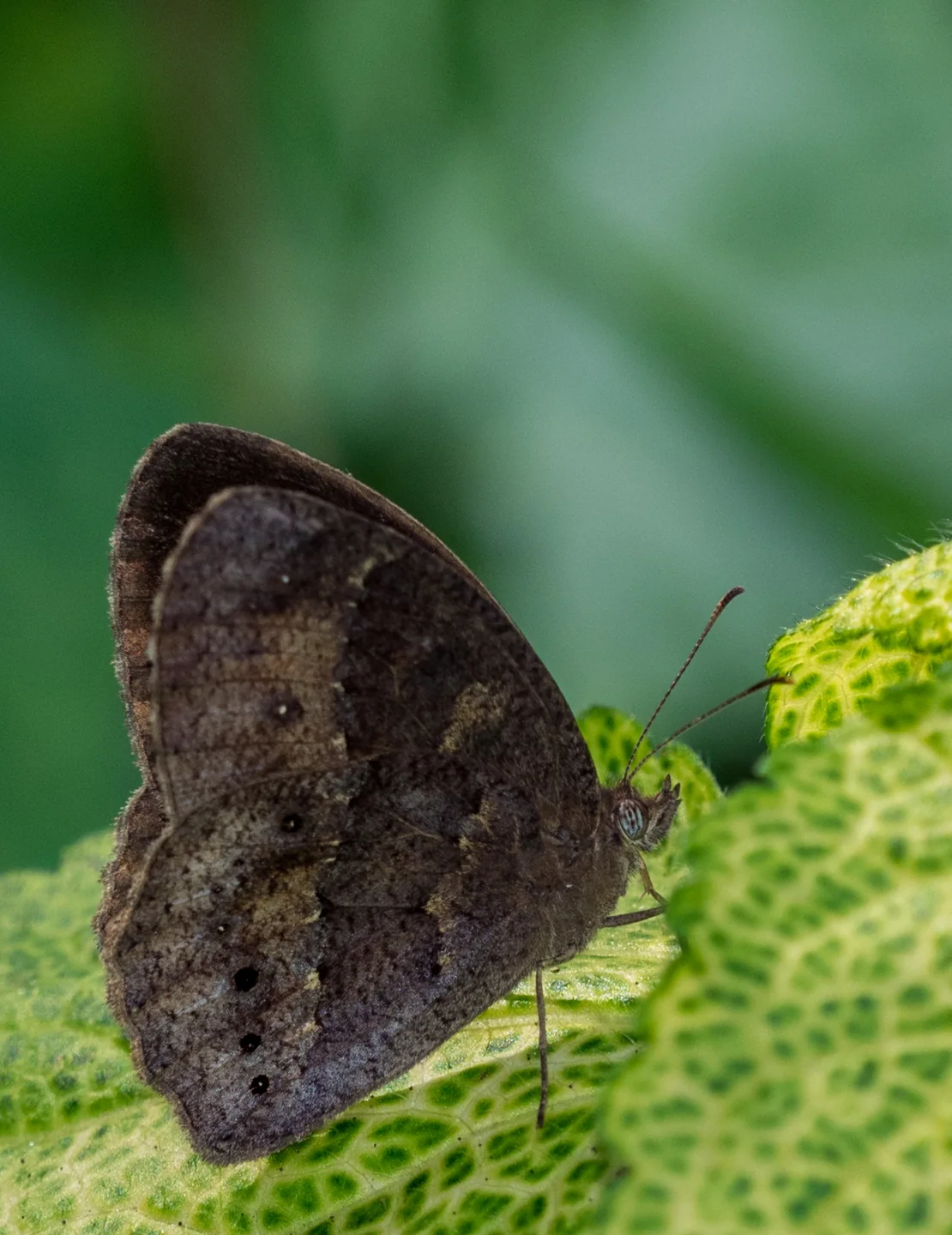 A butterfly resting on a green leaf
