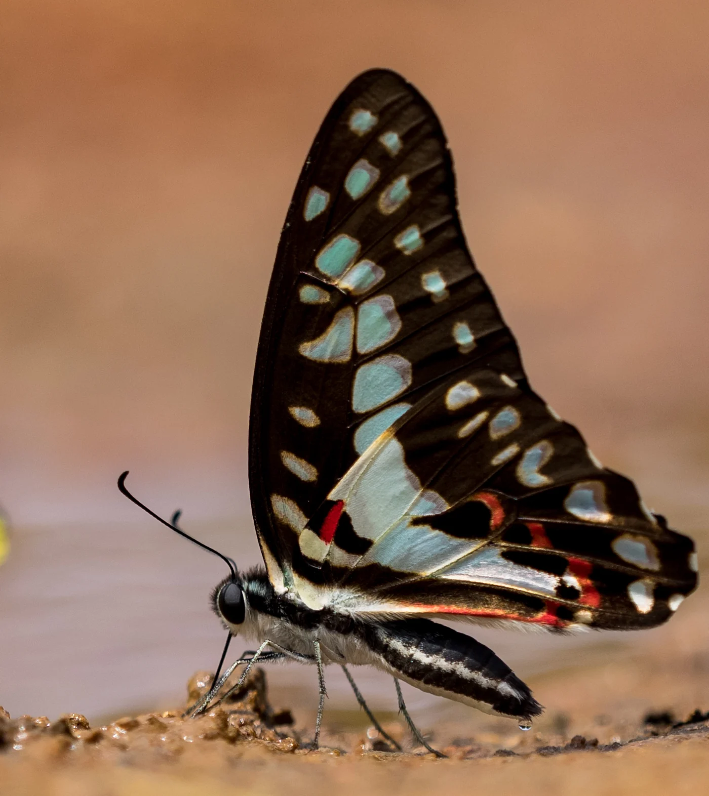 Common Jay butterfly resting with wings closed