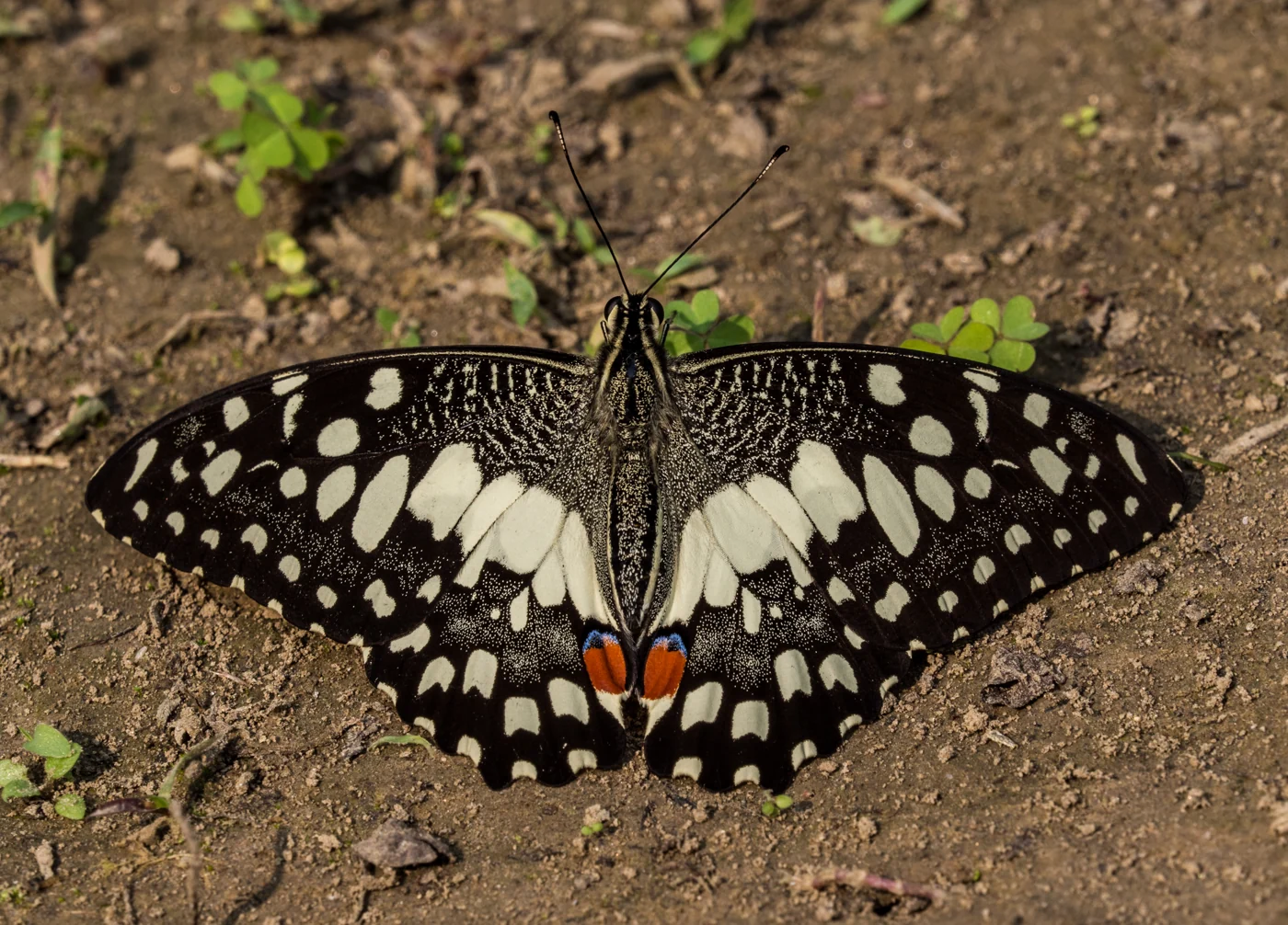 Common Lime butterfly photographed in the field