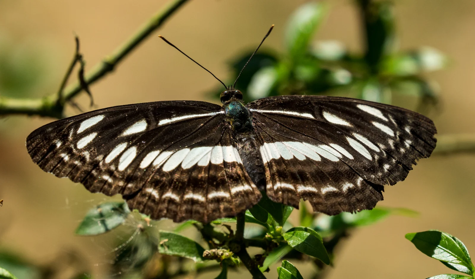 A butterfly photographed in the field