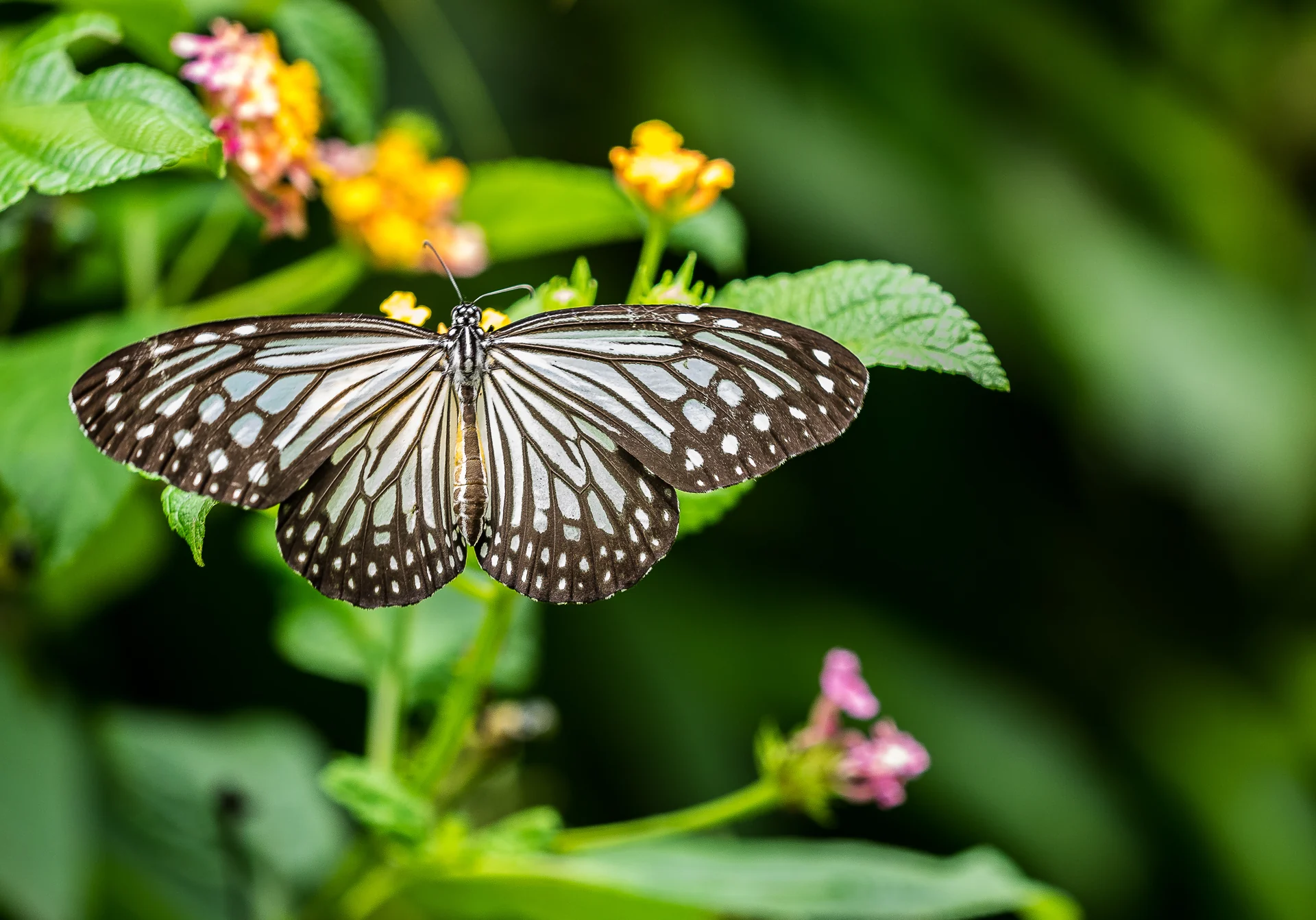 Glassy Tiger butterfly resting on small flowers
