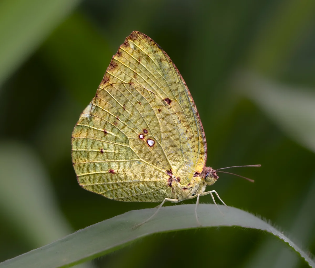 A butterfly resting on a green leaf